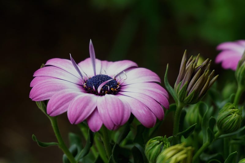 Flowering Plants
