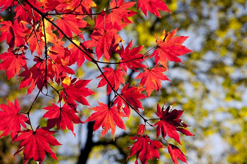 Seasonal Wall Art
