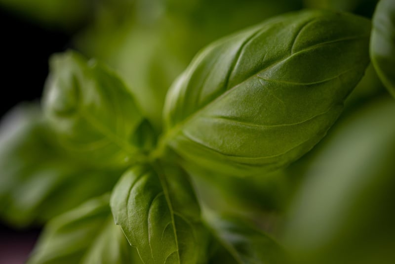 Herb Garden Wall