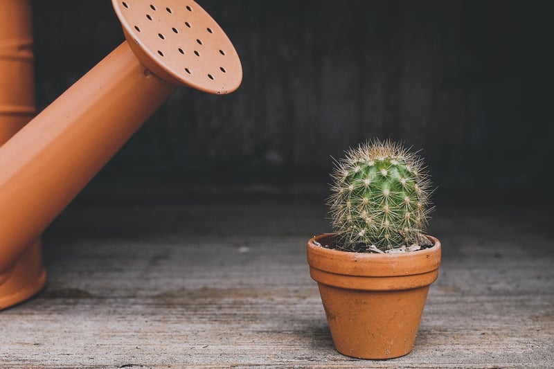 Succulents in pots